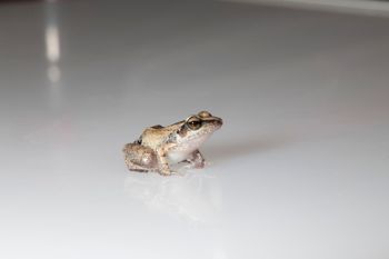 Media type: image;   Herpetology A-148550